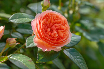 Beautiful roses in the garden. Blooming Roses on the Bush. Growing roses in the garden