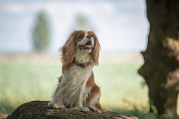 Portrait of a beautiful purebred Cavalier King Charles Spaniel on a stone in the forest.