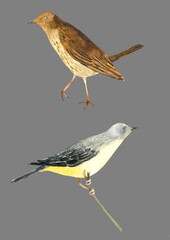 Two watercolor birds on grey background