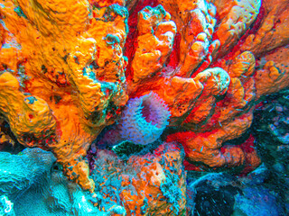 the azure vase sponge,