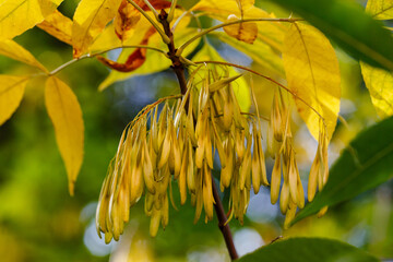 Seeds of Common ash , or tall ash ( lat. Fraxinus excelsior ) in autumn
