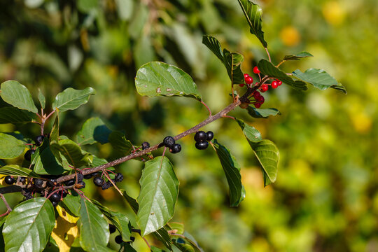 Brittle buckthorn , or alder buckthorn, or brittle jester ( Rhamnus frangula ) is a tree-like shrub