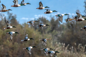 PAtos volando en los Aiguamolls de l'Empordà