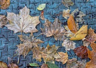 Autumn leaves in forest