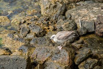 Mediterranean Yellow-legged Gull (Larus michahellis) closeup in coastal waters