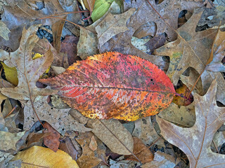 Autumn leaves in forest