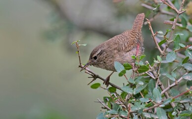 Eurasian Wren (Troglodytes troglodytes), Greece