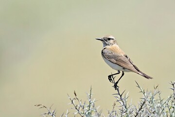 Eastern Black-eared wheatear (Oenanthe melanoleuca), Greece