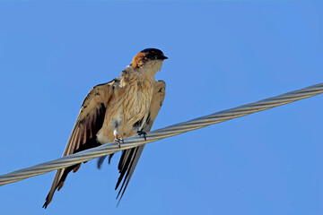 Red-rumped Swallow (Hirundo daurica), Greece 