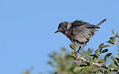 A Common Stonechat - Saxicola rubicola, Crete 
