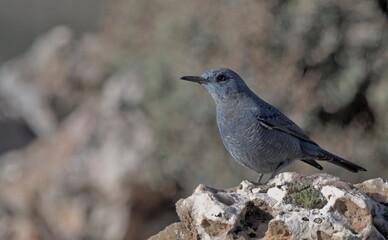 Blue Rock-thrush (Monticola solitarius), Greece