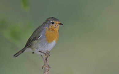 European Robin - Erithacus rubecula, Greece