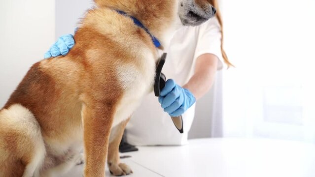 grooming of dogs and animals