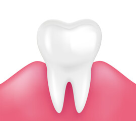 Single tooth with healthy gums isolated on white background. Medical and dental health. Realistic 3D vector file.
