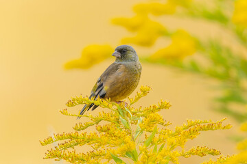 秋めいた景色とカワラヒワ