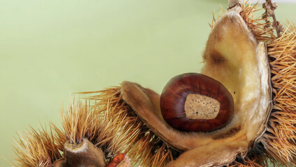 Maronenfrucht, E&szlig;kastanie, Edelkastanie