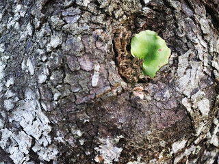 small leaf on a bark