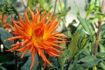 Dahlia x 'Panache' , Dahlia cactus