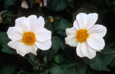 Dahlia x 'Cory' , Dahlia nain double