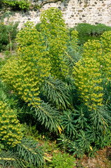 Euphorbia characias 'John Tomlinsons' , Euphorbe