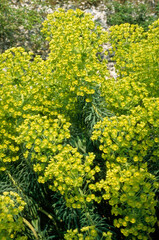 Euphorbia characias 'John Tomlinsons' , Euphorbe