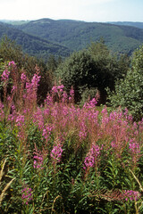 Fototapeta premium Epilobium angustifolium , Epilobe en épi, Parc naturel régional d'Alsase, 88, Vosges, France