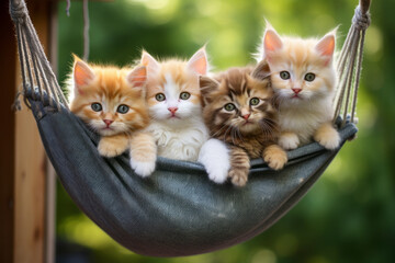 Four kittens in a hammock