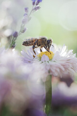 Une abeille butine une pâquerette avec bokeh sur des fleurs de jardin adjacent.