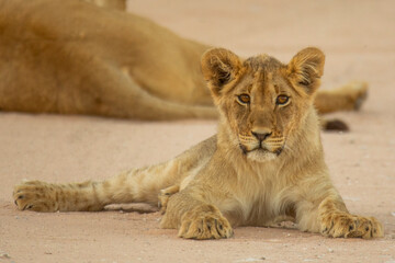 Kalahari lion.