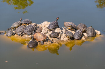 red-eared turtles basking in the sun