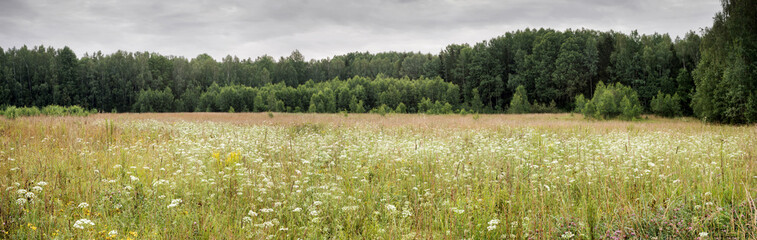 Panorama of a flowering forb meadow near the edge of the forest in cloudy weather before rain - obrazy, fototapety, plakaty
