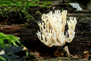 Wildlife of Europe- edible and inedible mushrooms growing in forest.