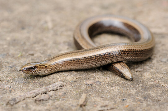 Rare animal, legless shiny harmless lizard slow worm on the ground