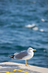 Fototapeta premium Seagulls flying over the Bosphorus on a wonderful summer day. The seagull is a very beautiful bird species. It is frequently seen on the sea in the Marmara region.