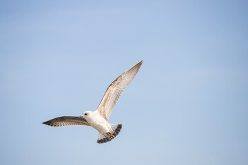 Seagulls flying over the Bosphorus on a wonderful summer day. The seagull is a very beautiful bird species. It is frequently seen on the sea in the Marmara region.