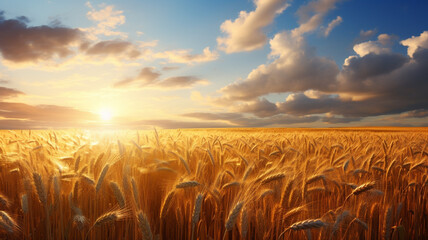 Field of golden wheat against the background of the morning sun in the sky. - obrazy, fototapety, plakaty