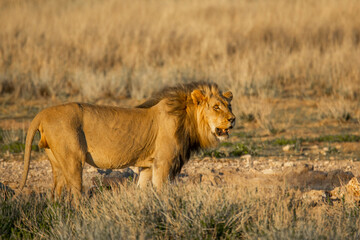 Kalahari lion.