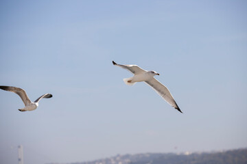 Seagulls flying over the Bosphorus on a wonderful summer day. The seagull is a very beautiful bird species. It is frequently seen on the sea in the Marmara region.