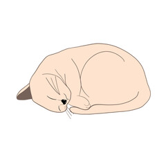 Cute sleeping cat. Sweet dreams. Lazy homeopet. Feline animals life. Hand drawn Isolated vector illustrations