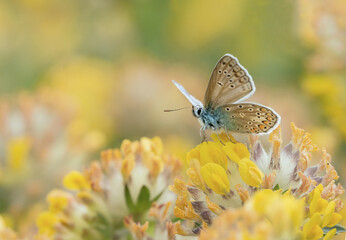 Macro d'un papillon azuré posé sur les pétales d'une fleur jaune au milieu d'un champ floral.
