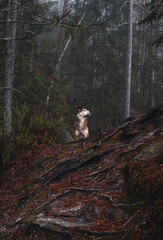 dog in the forest