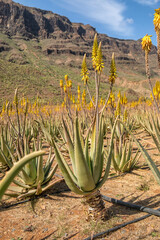 Aloe vera plantation in Gran Canaria, Canary islands, Spain.
