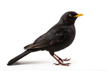 Obraz premium Blackbird bird isolated on white background