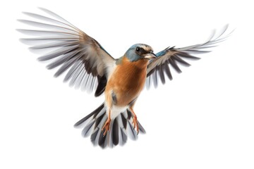 Obraz premium Chaffinch bird isolated on white background