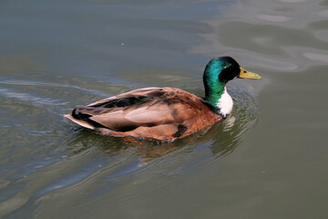 duck on the water