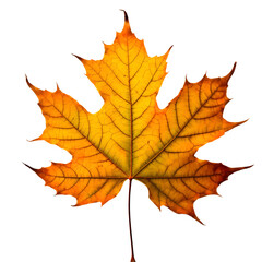 Fototapeta premium Isolated Maple leaf on white background
