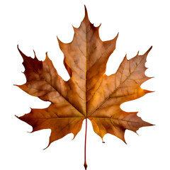 Fototapeta premium Isolated Maple leaf on white background