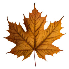 Fototapeta premium Isolated Maple leaf on white background