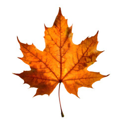  Isolated Maple leaf on white background