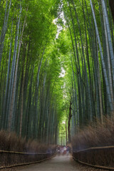 Arashiyama Bamboo Grove